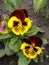 Two red and yellow blotch pansy flowers \'Majestic Giants\'