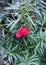 Two Red Yew Berries - Taxus baccata.