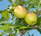 Two reddish apples ripening