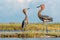 Two Reddish Egrets looking at each other