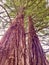 Two redwood pine trees in winter