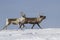 The two reindeer running on tundra