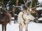 Two reindeer winter grazing paddock