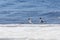 Two relict gulls Ichthyaetus relictus also known as Central Asian gull are on the snow-covered beach of the Baltic Sea Bay. A