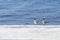 Two relict gulls Ichthyaetus relictus also known as Central Asian gull are on the snow-covered beach of the Baltic Sea Bay. A
