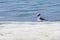 Two relict gulls Ichthyaetus relictus also known as Central Asian gull are on the snowy and icy beach of the Baltic Sea Bay on