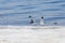 Two relict gulls Ichthyaetus relictus also known as Central Asian gull stand together on the snowy and icy beach of the Baltic