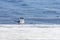 Two relict gulls Ichthyaetus relictus also known as Central Asian gull are standing together on the snowy and icy beach of the