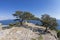 Two relict juniper trees on a mountain top. Crimea.