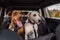 Two rescue dogs inside a car headed to the park, Doberman mix and white lab mix