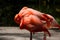 Two resting pink flamingos standing next to each other.