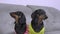 Two restless dachshund dog and puppy obediently sits on couch and nervously turns its head from side to side at every