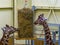 Two reticulated giraffes eating from a hay basket, animal zoo feeding equipment