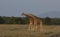 Two reticulated giraffes in necking display in the wild,Kenya