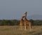 Two reticulated giraffes necking in the wild, Kenya