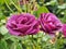 Two Rhapsody in Blue roses in full bloom