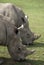 Two Rhino Grazing