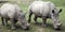 Two Rhino Grazing