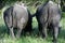 Two Rhino, Kruger national Park