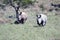 Two Rhino, Kruger national Park. South Africa