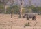 Two Rhino, Rhinoceros, walking in late afternoon sun