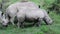 Two rhino walking and grazing on the grass in Lake Nakuru National Park