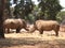 Two rhino at the zoo facing each other in Israel