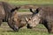 Two rhinoceros fighting with each other. Kenya. National Park. Africa.