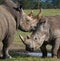 Two rhinoceros fighting with each other. Kenya. National Park. Africa.