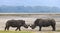 Two rhinoceros fighting with each other. Kenya. National Park. Africa.