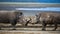 Two rhinoceros fighting with each other. Kenya. National Park. Africa.