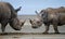 Two rhinoceros fighting with each other. Kenya. National Park. Africa.