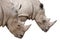 Two Rhinoceros heads on white with clipping path