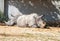 Two Rhinoceros Rhinocerotidae are rest in the sun after eating in Safari park Ramat Gan, Israel