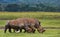 Two rhinoceros in the savanna. National Park. Africa.