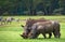 Two rhinoceros in the savanna. National Park. Africa.