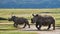 Two rhinoceros in the savanna. National Park. Africa.