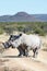 Two rhinoceroses blocking the road on a safari