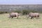 Two Rhinos in Africa