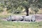 Two Rhinos are chilling under a three in South Africa