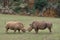 Two rhinos come face to face to fight it out