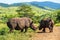 Two rhinos crossing the road. Safari in national parks of South Africa.