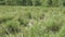 Two rhinos eat in the river. Chitwan national park in Nepal