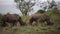 Two rhinos eating grass in the Hluhluwe - Imfolozi Park, South africa