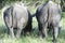 Two rhinos graze with their tails towards the camera