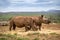 Two rhinos grazing in Africa during the summer months