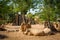 Two rhinos lying on the sand in Valencia zoo on a hot sunny day