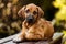 Two Rhodesian Ridgeback puppies lying on the grass