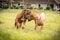 Two Rhodesian Ridgebacks playing.