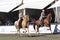 Two riders on beautiful American Saddle Horses at an agricultural show